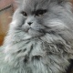 kitten-4-sale-demand-14-000-negotiable-persian-cats-lahore-1