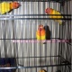 voilet-lutino-blue-albino-olive-personata-lovebirds-lovebirds-karachi-2