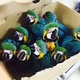 newly-weaned-babies-and-fertile-parrot-eggs-for-sale-macaws-karachi-2