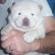 akc-registered-chow-chow-puppies-for-sale-other-adenzai