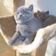 gorgeous-fun-loving-british-short-hair-kittens-persian-cats-abbasia