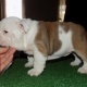 fine-english-bulldog-puppies-for-adoption--bhalwal