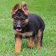 registered-german-shepherd-12-weeks-old-vaccinated-and-dewarmed-german-shepherd-abadi-jalalpur-pirwala