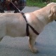 pedigreed-labrador-for-sale-imported-blood-lines-other-lahore