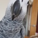 african-grey-macaw-and-cockatoo-parrots-for-sale-african-grey-parrot-mansehra