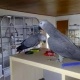 adorable-african-grey-parrot-for-adoption-african-grey-parrot-adenzai