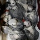 fertile-parrot-eggs-and-chicks-for-sale-african-grey-parrot-lahore