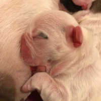 3-french-bulldogs-boys-bully-dog-abadi-jalalpur-pirwala-3