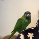 young-hahns-macaw-for-sale-macaws-lahore