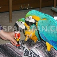 australian-parrots-pigeons-parakeet-australian-budgies-sinjhoro-9