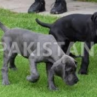 free-great-dane-puppies-available-great-dane-abdul-hakim