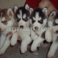 lovely-alaskan-malamute-puppies-for-adoption--abdul-hakim