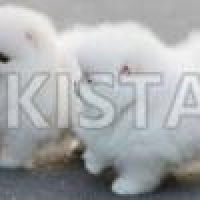 pomeranian-puppies-pomeranian-abdul-hakim