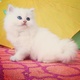 young-persian-kittens-for-re-homing-persian-cats-karachi-2