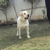 labradour-breeder-pedigree-female-for-sale-labrador-retriever-gujranwala-2