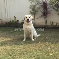 labradour-breeder-pedigree-female-for-sale-labrador-retriever-gujranwala-5