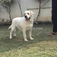 labradour-breeder-pedigree-female-for-sale-labrador-retriever-gujranwala-3