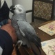 adorable-congo-african-grey-parrots-available-now-african-grey-parrot-bhagtan-wala