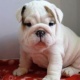pure-bred-kc-reg-bulldog-puppies-other-bhakkar