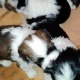 shih-tzu-puppies-rottweiler-zhob
