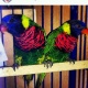 scarlet-breasted-lorikeet-amazon-parrots-karachi