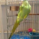 indian-ring-neck-green-parrot-indian-ringneck-karachi-3