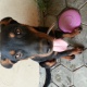 doberman-pinscher-for-sale-doberman-lahore