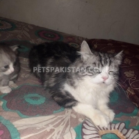 persian-cat-for-sale-persian-cats-karachi-5