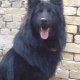 black-german-shepherd-dog-for-sale-serious-buyer-only-contact-me-german-shepherd-quetta-2