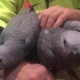 talkative-african-grey-parrots-african-grey-parrot-islamabad-3
