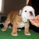 fine-english-bulldog-puppies-for-adoption--daharki