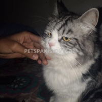 persian-cat-for-sale-persian-cats-karachi-2
