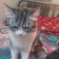persian-cat-for-sale-persian-cats-karachi-4