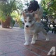 gorgeous-akc-siberian-husky-puppies-other-amangarh-industrial-area