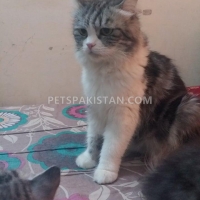 persian-cat-for-sale-persian-cats-karachi-3