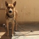 german-shepherd-and-lab-mix-rare-for-sale-other-karachi-2