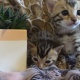 two-stunning-gold-rosetted-bengal-kittens-for-sale-includes-extras-and-pet-carrier-other-barikot