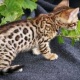 bengal-kittens-for-adoption-bengal-adenzai