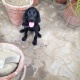 2-female-labrador-for-sale-labrador-retriever-gujrat-2