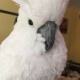 umbrella-cockatoo-fremale-other-abbasia