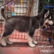 puppy-for-adoption-other-balambat