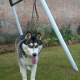 siberian-husky-female-7-month-for-sale-other-rawalpindi-2