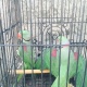 pin-feather-indian-raw-adult-parrots-alexandrine-parrot-rawalpindi-cantt-5