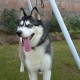 siberian-husky-female-7-month-for-sale-other-rawalpindi