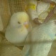 pair-have-some-extra-good-size-african-grey-parrot-lahore-cant