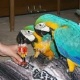 female-blue-and-gold-macaw-with-cage-macaws-abbottabad
