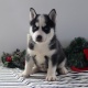 gorgeous-akc-siberian-husky-puppies-other-adenzai