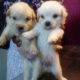 puppies-for-sale-moving-out-other-karachi