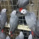 baby-hand-reared-african-grey-parrots-for-sale-african-grey-parrot-badhber-1