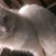 persian-cat-dollface-male-persian-cats-karachi-3